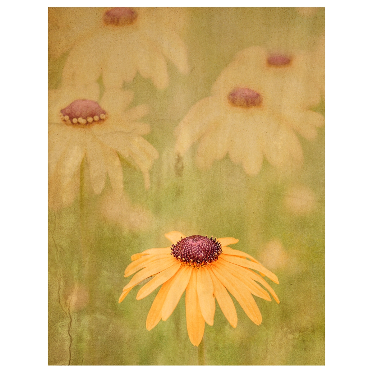 Close-up of daisies with one prominent in front and others faintly blurred in the background, overlaid with texture.