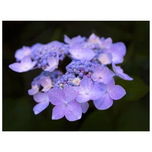 Hydrangea