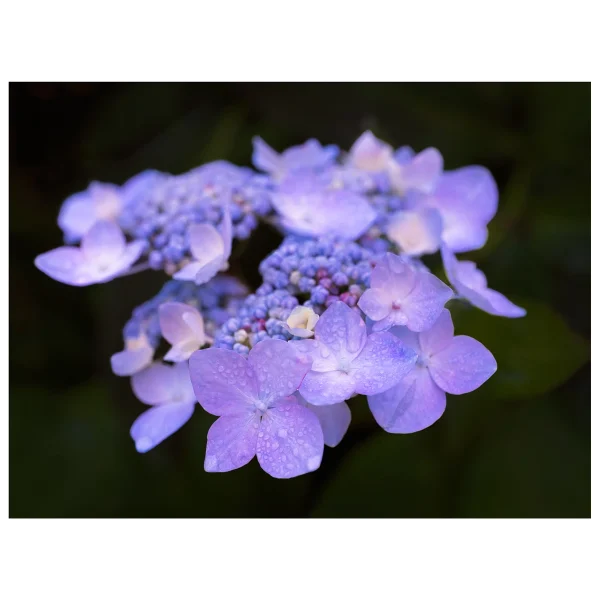 Hydrangea