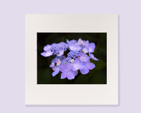 Purple Hydrangea flower with dew