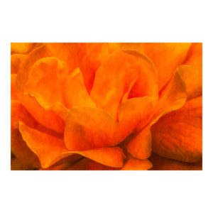 Orange Rose