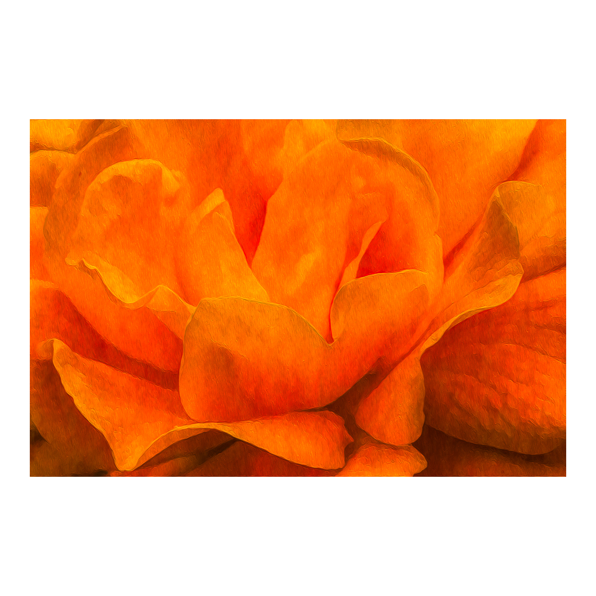 Orange Rose