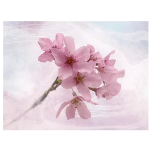 Cherry blossoms against a painted background, creating an artistic and textured effect.