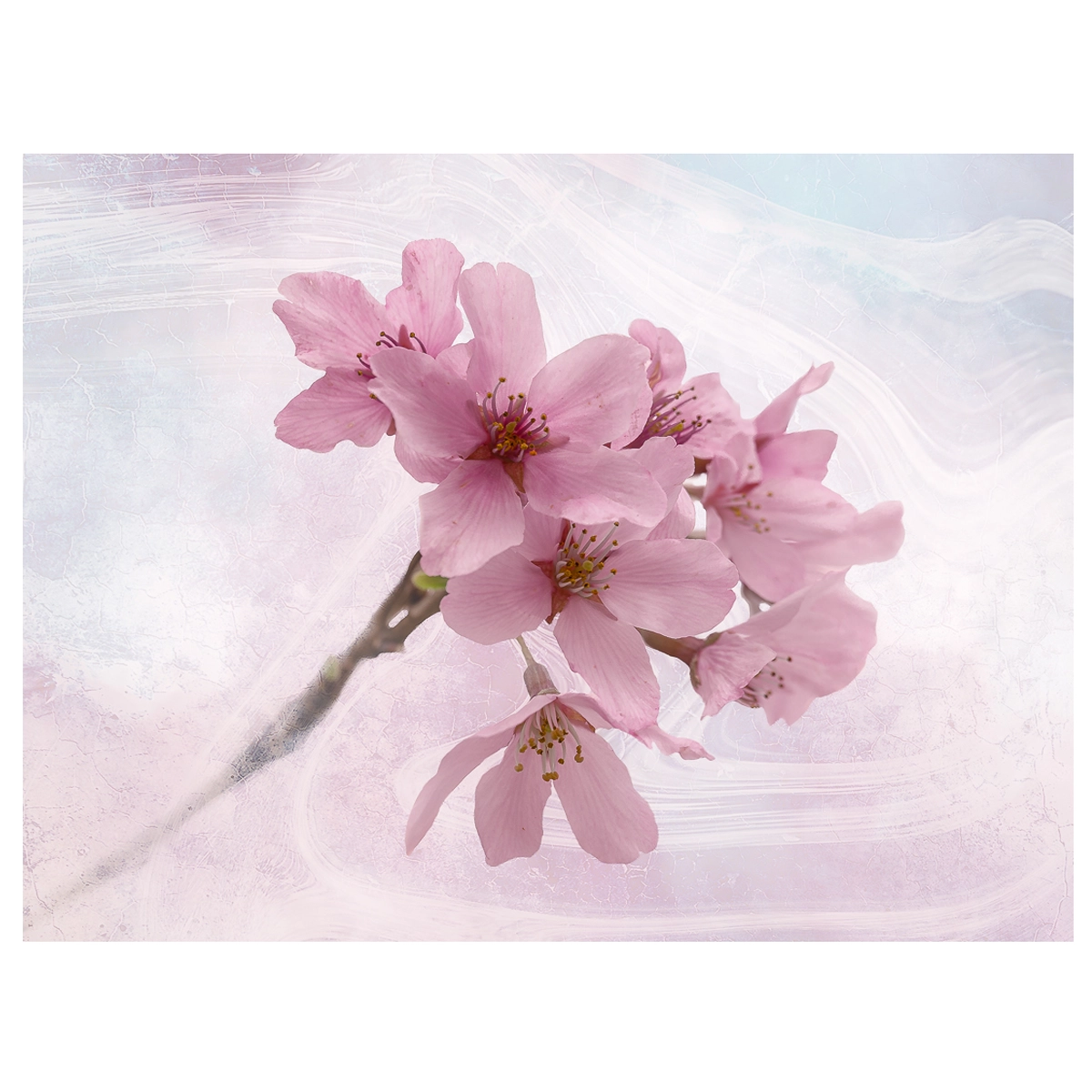 Cherry blossoms against a painted background, creating an artistic and textured effect.