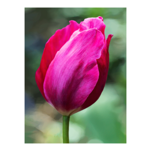 Painted Tulip