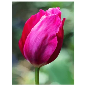 Dark pink tulip with a blurred background, creating a painted, artistic effect.