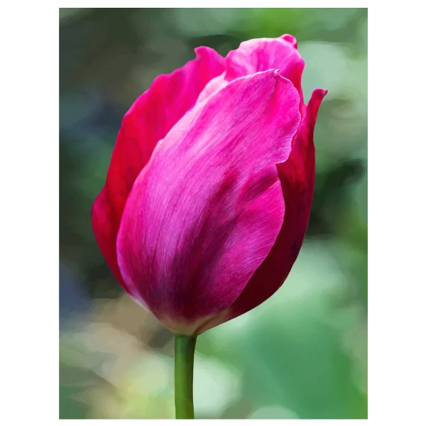 Painted Tulip