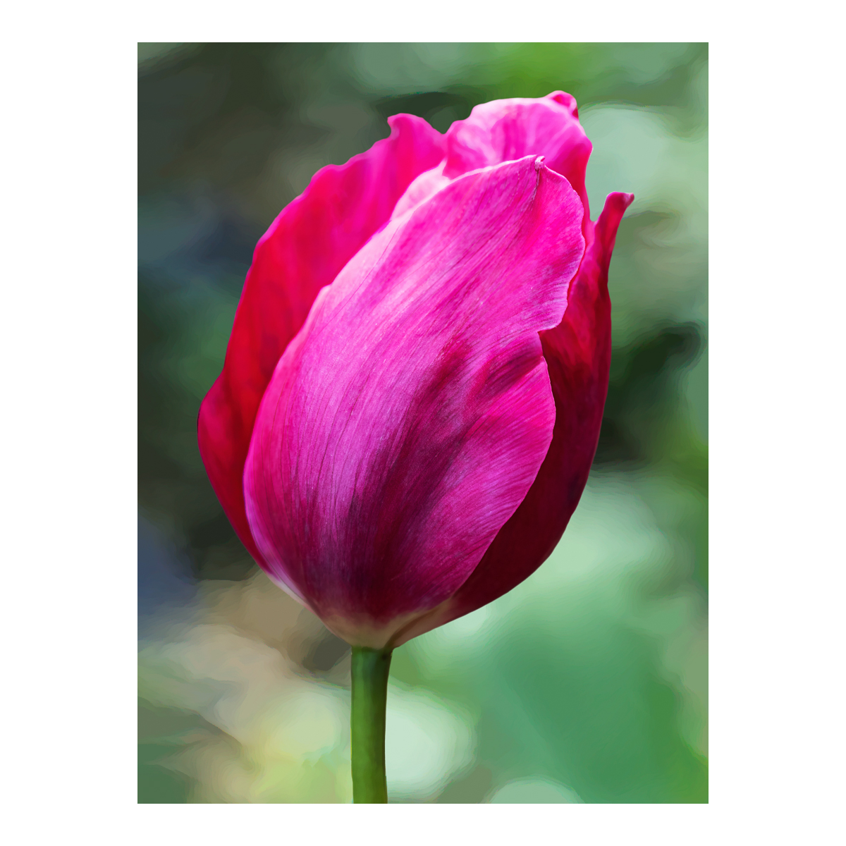 Painted Tulip