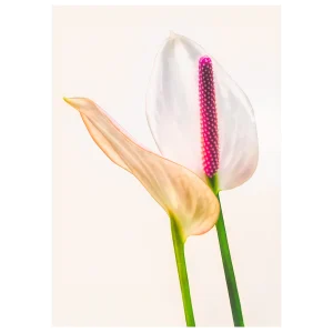 Peace lily with one flower side view and one front view against a white background, minimalist and graphic