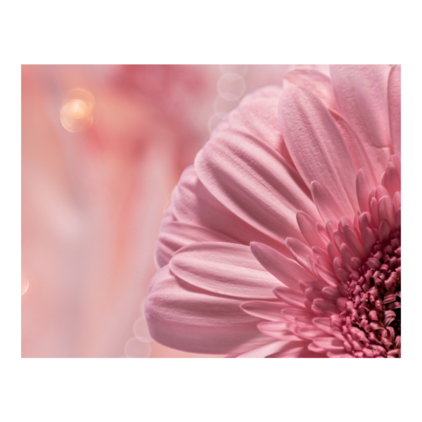 Pink Gerbera Flower Photography