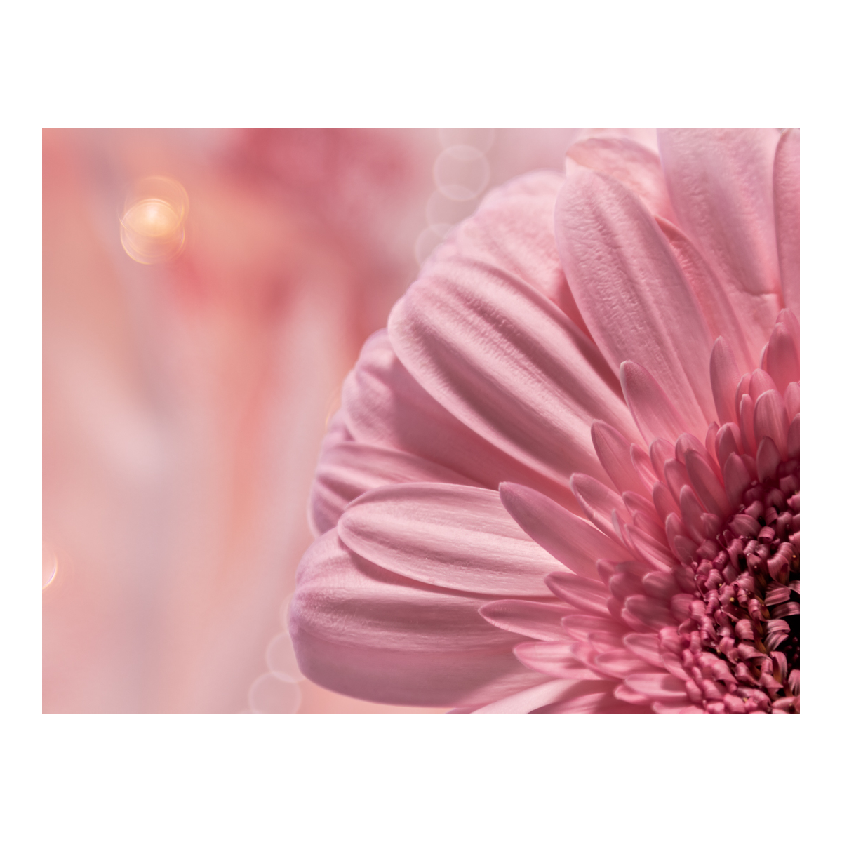 Pink Gerbera Flower Photography