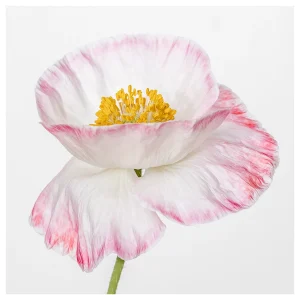 High key photograph of a white double poppy with delicate pink edges.