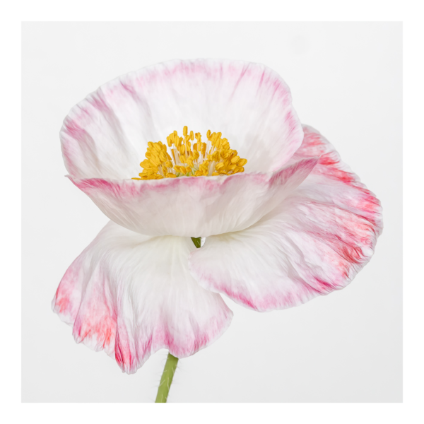 High Key Poppy Flower