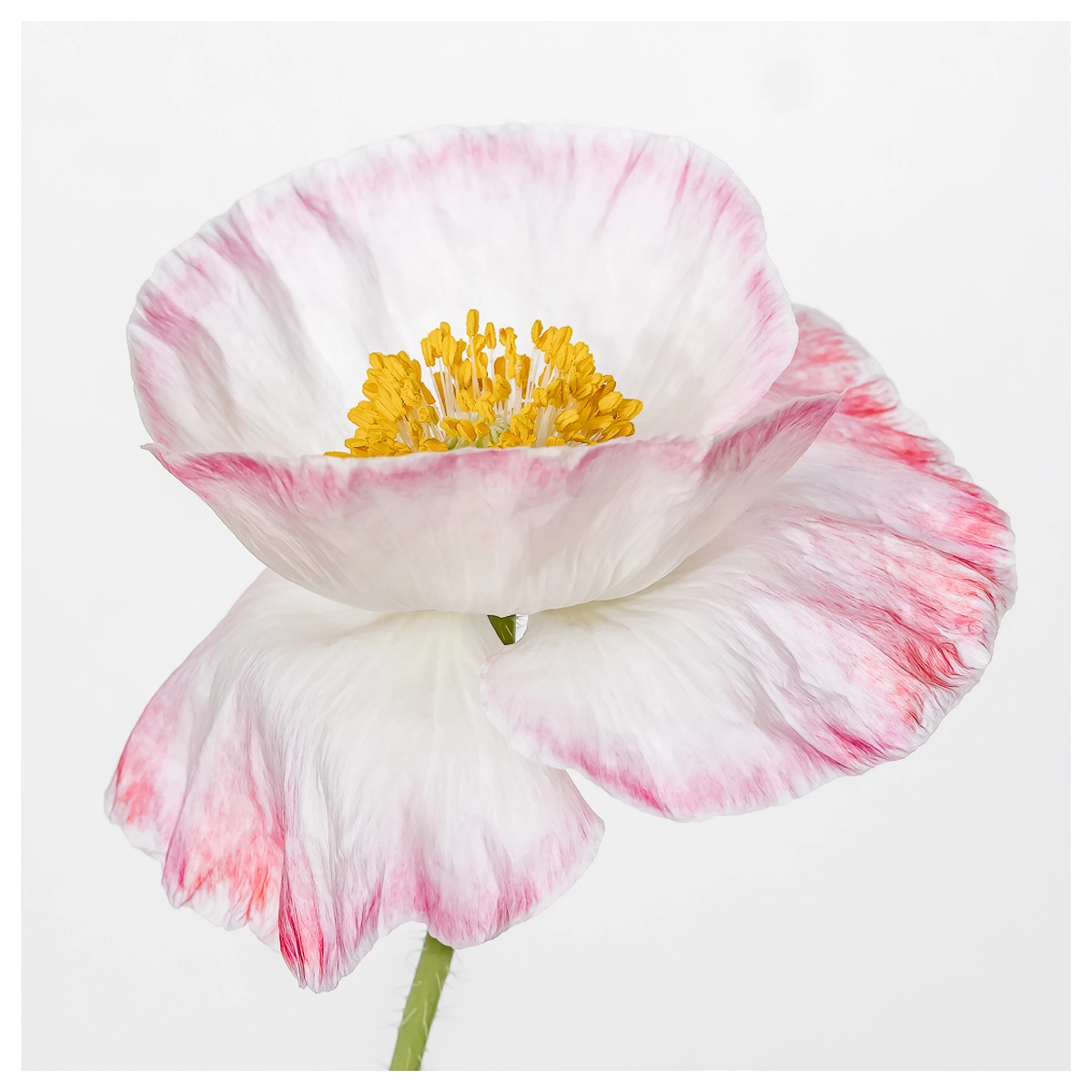 High key photograph of a white double poppy with delicate pink edges.