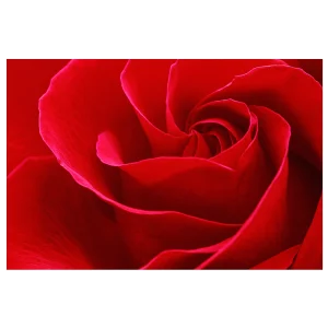 Close-up of a red rose with petals swirling from its centre.