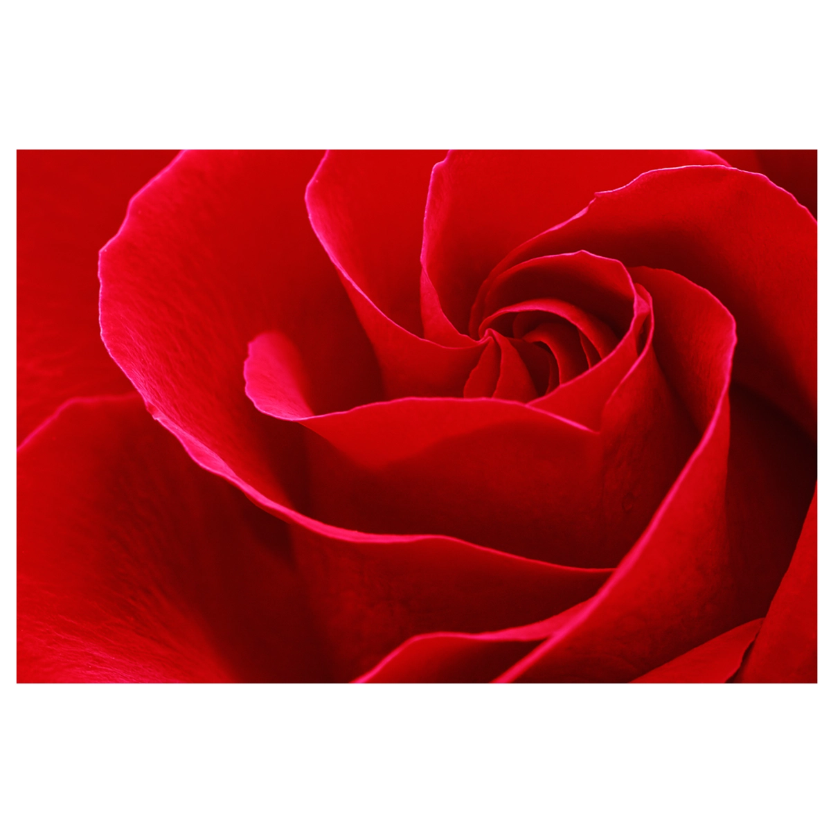 Close-up of a red rose with petals swirling from its centre.