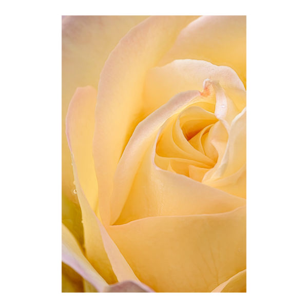 Rose in Yellow and Pink