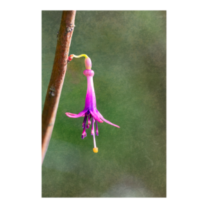 Solitary Fuchsia Blossom