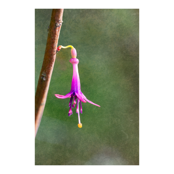 Solitary Fuchsia Blossom