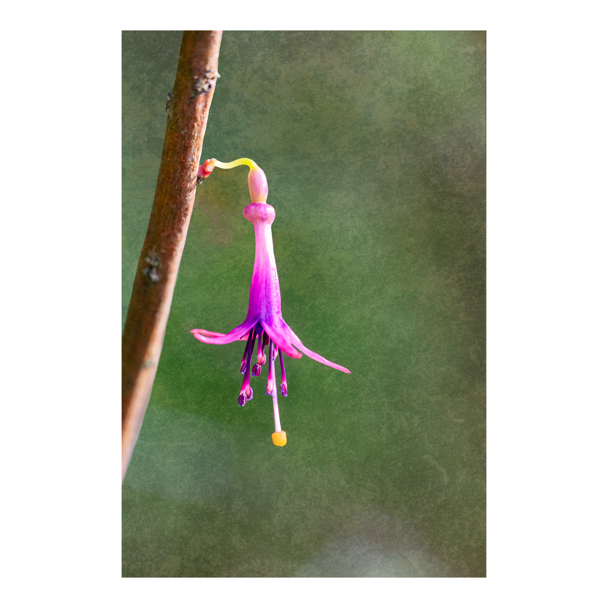 Solitary Fuchsia Blossom