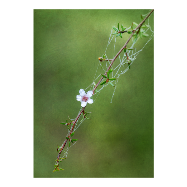 Solo Manuka Flower Photography