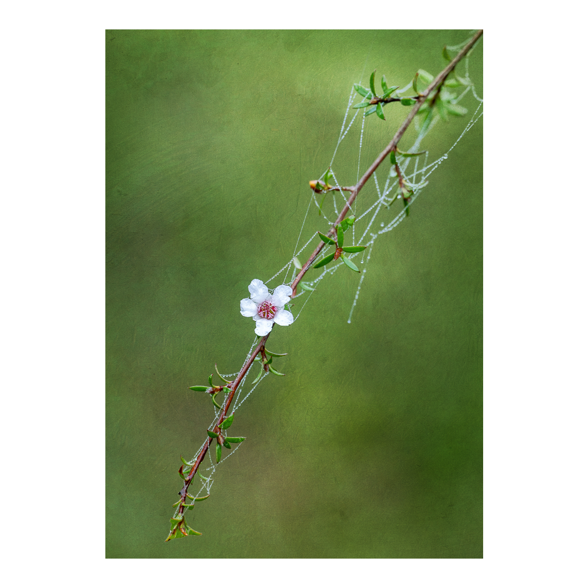 Solo Manuka Flower Photography