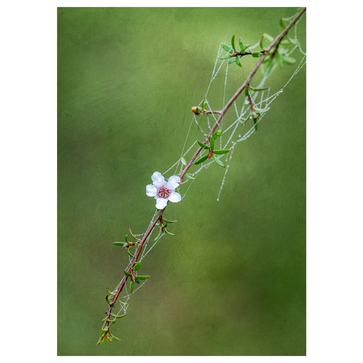 Single mānuka branch with a lone flower, morning dew, and a delicate web strand.