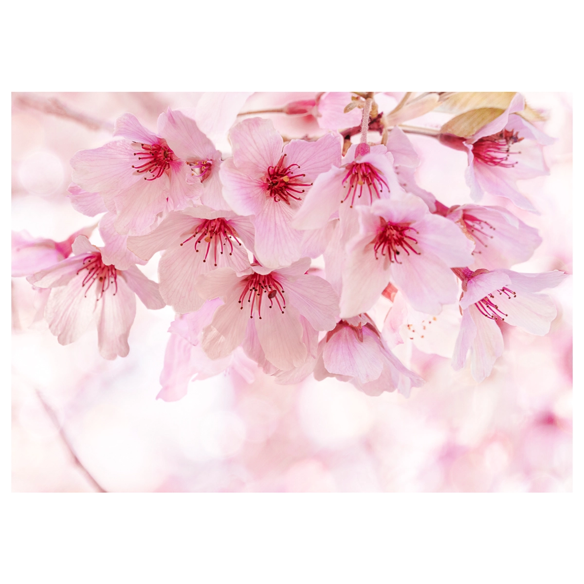 Close-up of pink cherry blossoms in high-key lighting, capturing the soft petals and springtime vibrance.