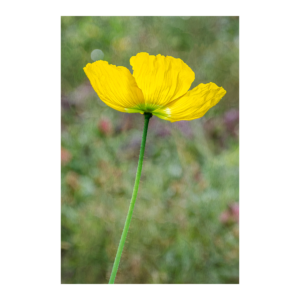 Yellow Poppy Portrait