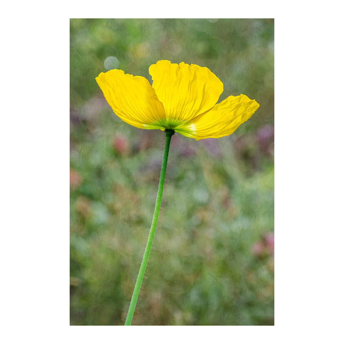 Yellow Poppy Portrait