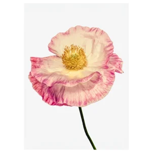 Photograph of a white double poppy with delicate pink edges.