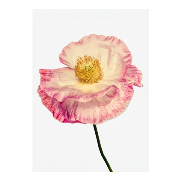 Pink Poppy