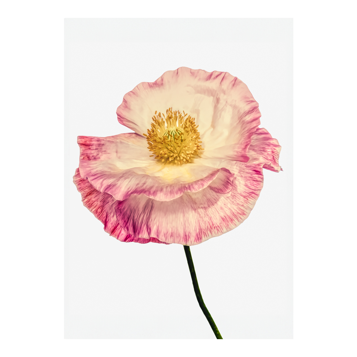 Pink Poppy