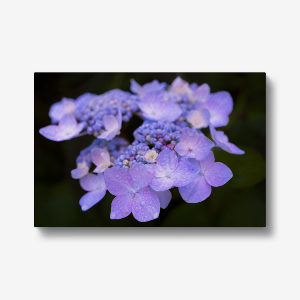 Canvas Hydrangea Photograph