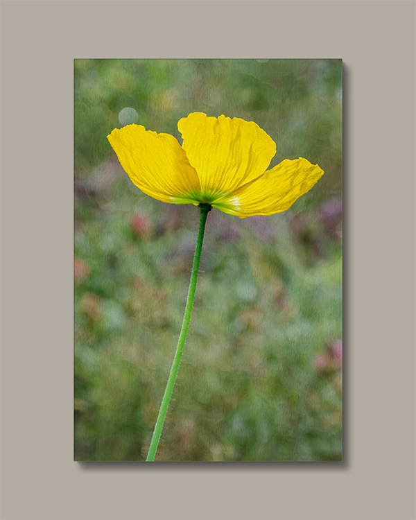 Canvas Yellow Poppy Photography