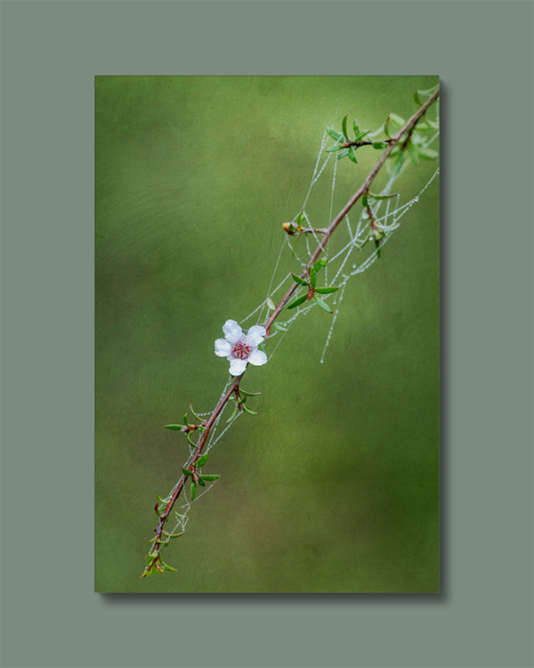 Canvas Solo Manuka Flower Photography