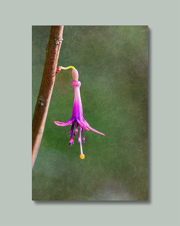 Canvas Solitary Fuchsia Blossom Photography