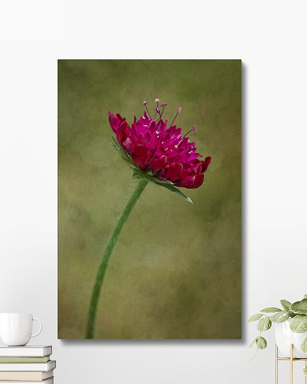 Canvas Single Magenta Scabiosa Bloom Photography