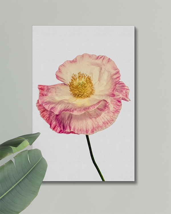 Canvas Poppy Photography