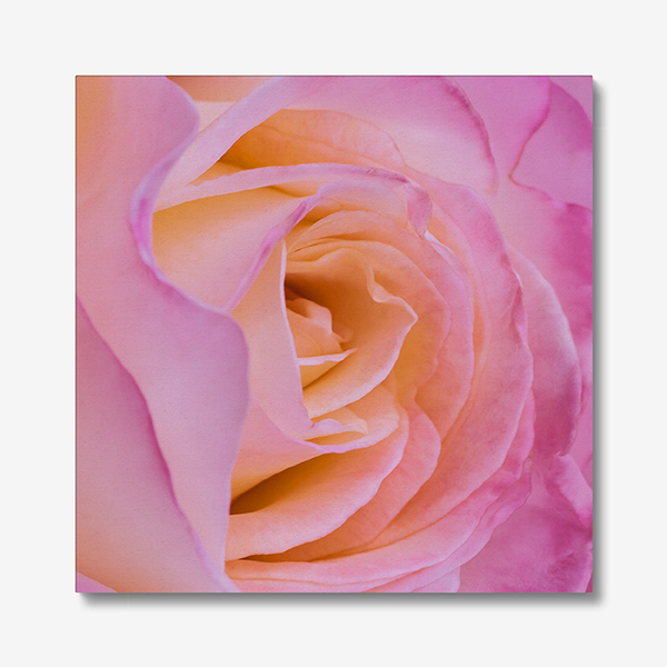 Canvas Pink Rose Photography