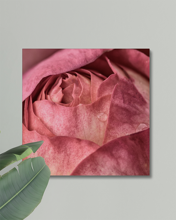 Canvas Antique Rose Photograph