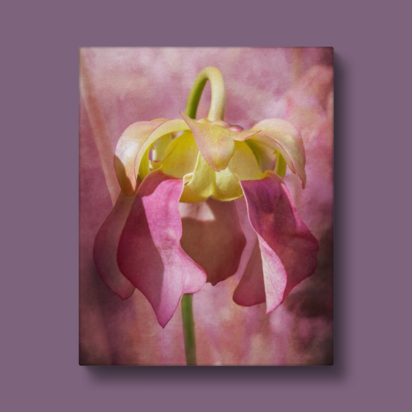 Canvas Dressed in Pink Flower Photography