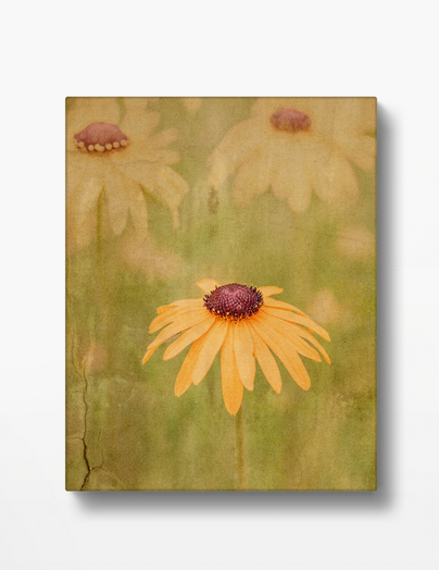 Canvas Daisies Flower Photography