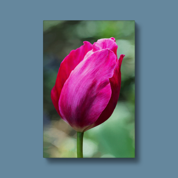 Canvas Painted Tulip Photography