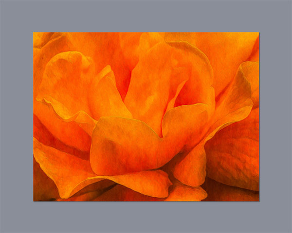 Gold Metallic Orange Rose Photography