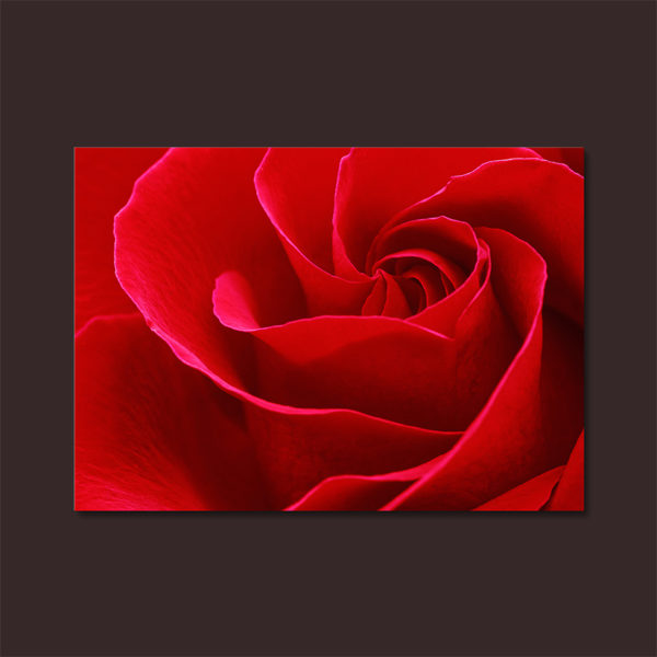 Metallic Red Rose Photography