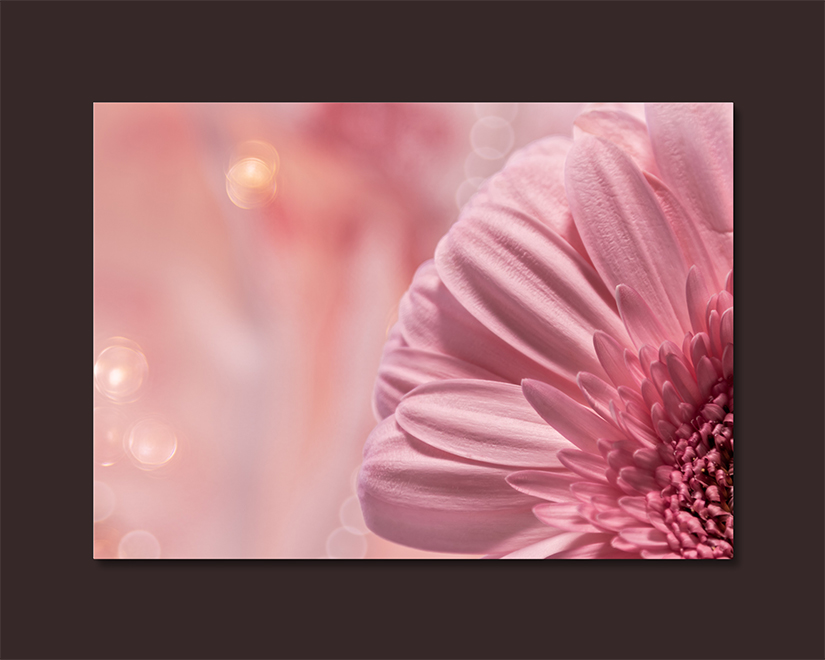 Canvas Pink Flower Photography