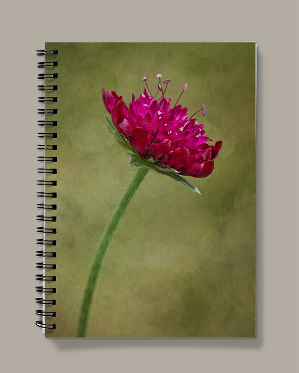 Notebook Single Magenta Scabiosa Bloom Photography