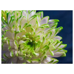 Macro photo of the centre and petals of a white chrysanthemum with vibrant green tips.