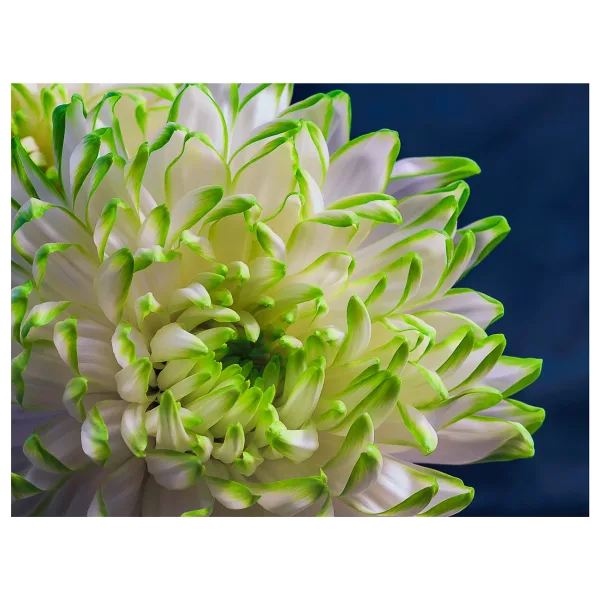 Chrysanthemum